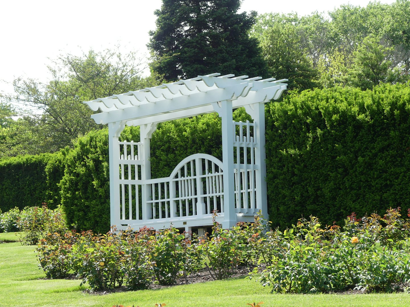 A white wooden pergola sits in a manicured rose garden.